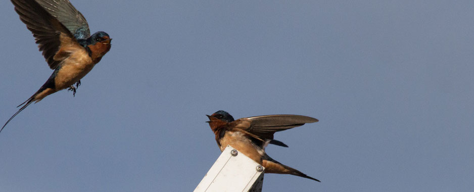 How social media is polarising us