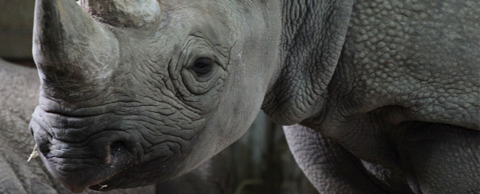 Dimension Data, Cisco to fight rhino poaching