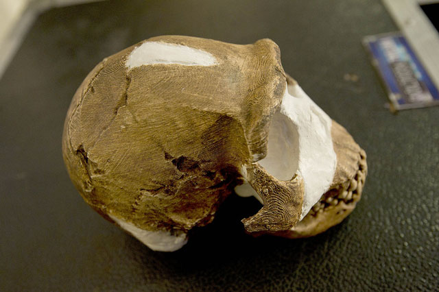 A replica of a Homo naledi skull
