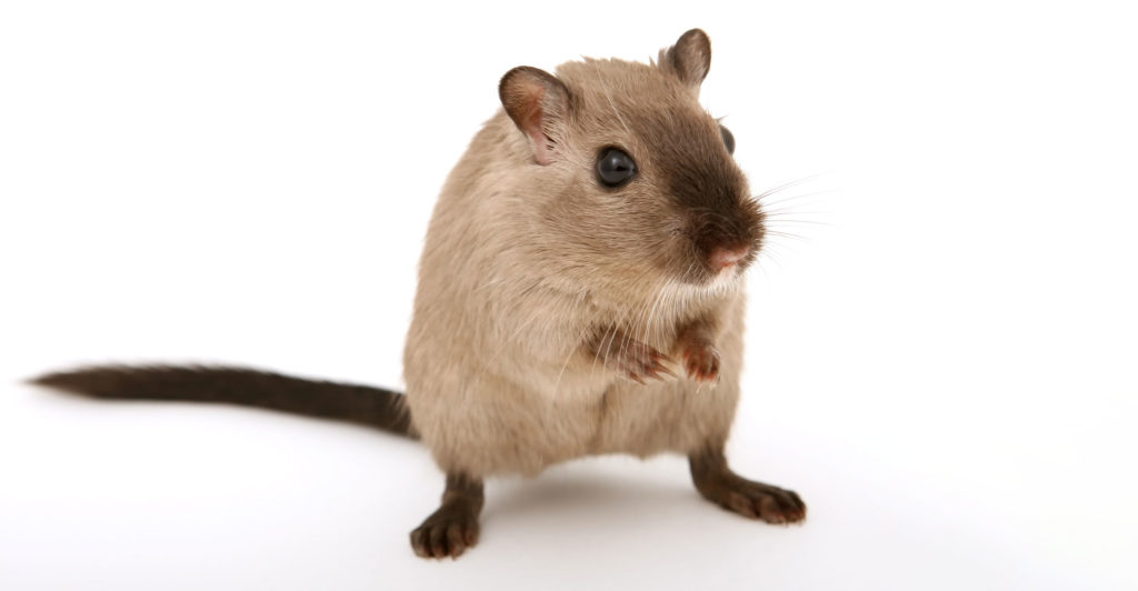 US finds ‘clear evidence’ cellphone radiation causes tumours in rats