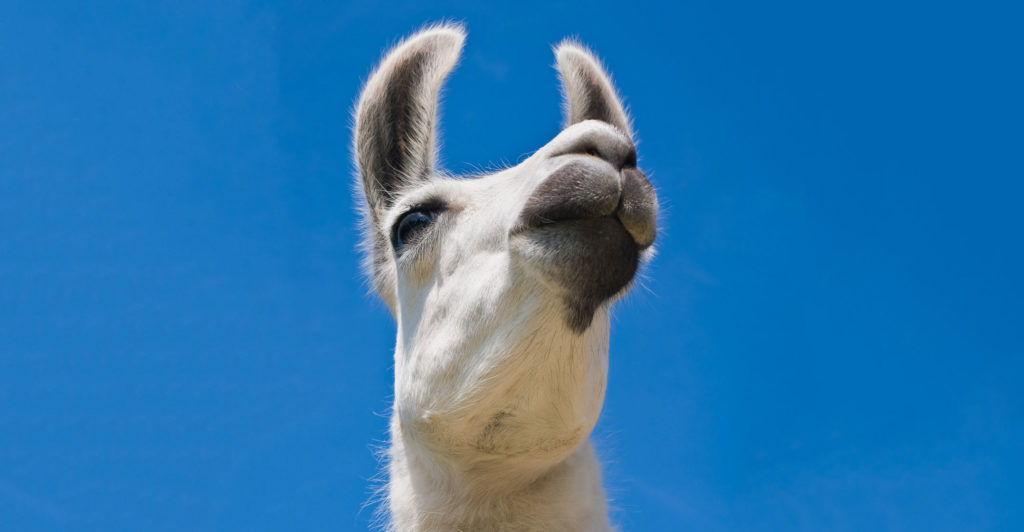 TalkCentral: Ep 248 – ‘Whipping the llama’