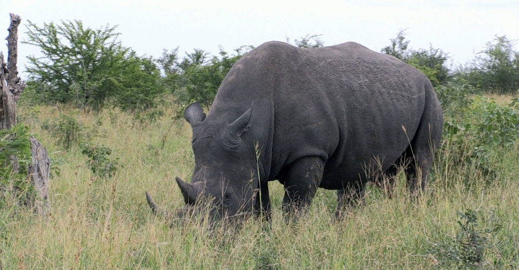 South African anti-poaching technology to go global