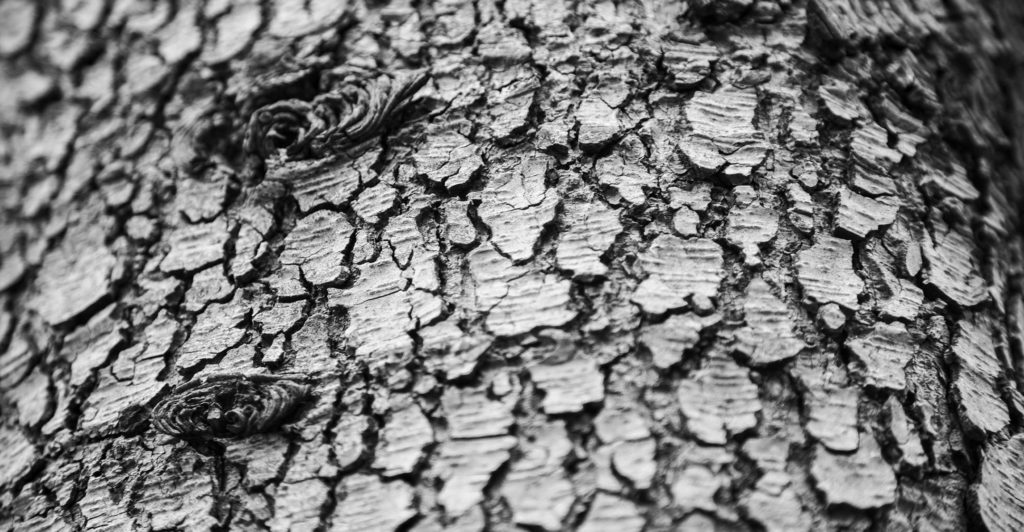 A tiny beetle is killing South Africa’s trees – and there’s no solution