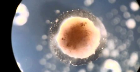 ‘Living robot’ developed by scientists using frog embryos
