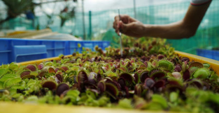 Researchers control Venus flytraps using smartphones
