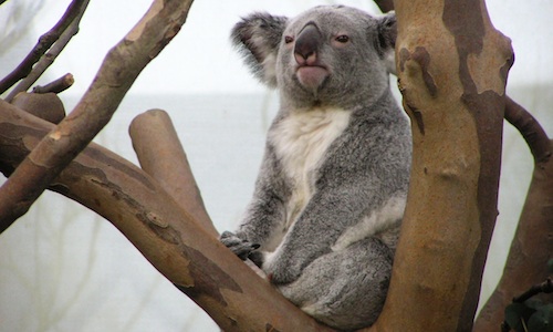 Karmic Koala