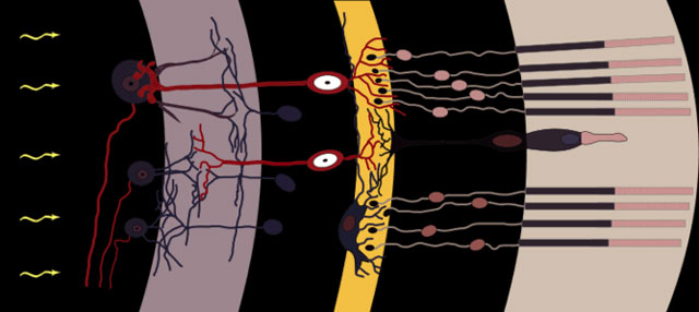  Diagram of the retina, in its sensory complexity. Cajal, CC BY-SA