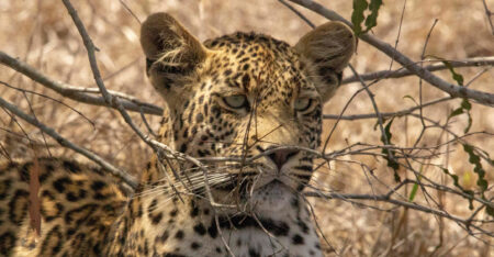 Sale of animal-linked NFTs raises funds for SA game reserve