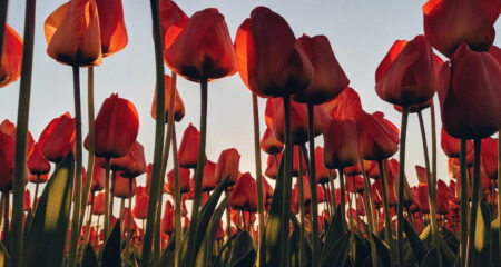 Tulipmania meets the real economy at WhatsApp speed