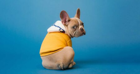 We test Photoshop’s new AI tools – these images will blow you away