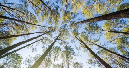 Sustainability and profitability benefits of managed print services