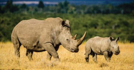 Project Rhino, iKhokha join forces to simplify donations Project Rhino, iKhokha join forces to simplify donations