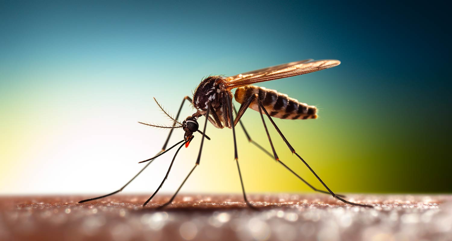 Genetically modified mosquitoes could be key in Africa's malaria fight