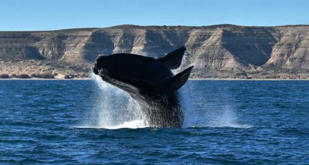 Vodacom testing AI to protect South African sea life