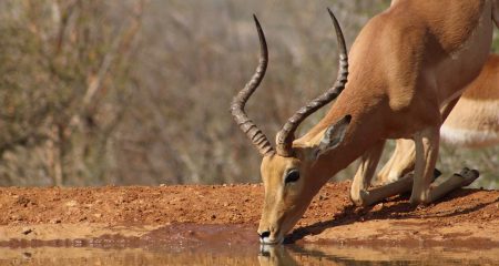 SA wants to preserve its wild animals - by eating them