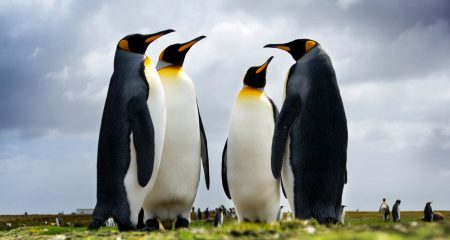 Linux on the desktop is gaining ground
