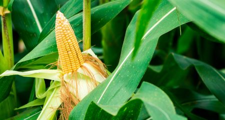 The AI revolution comes rural Malawi