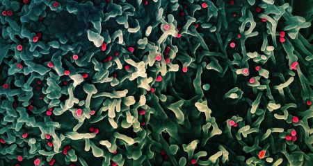 Mpox is 'not the new Covid'