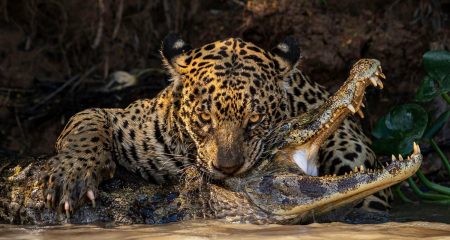 Bookmarks | The best nature photos of the year Bookmarks | The best nature photos of the year