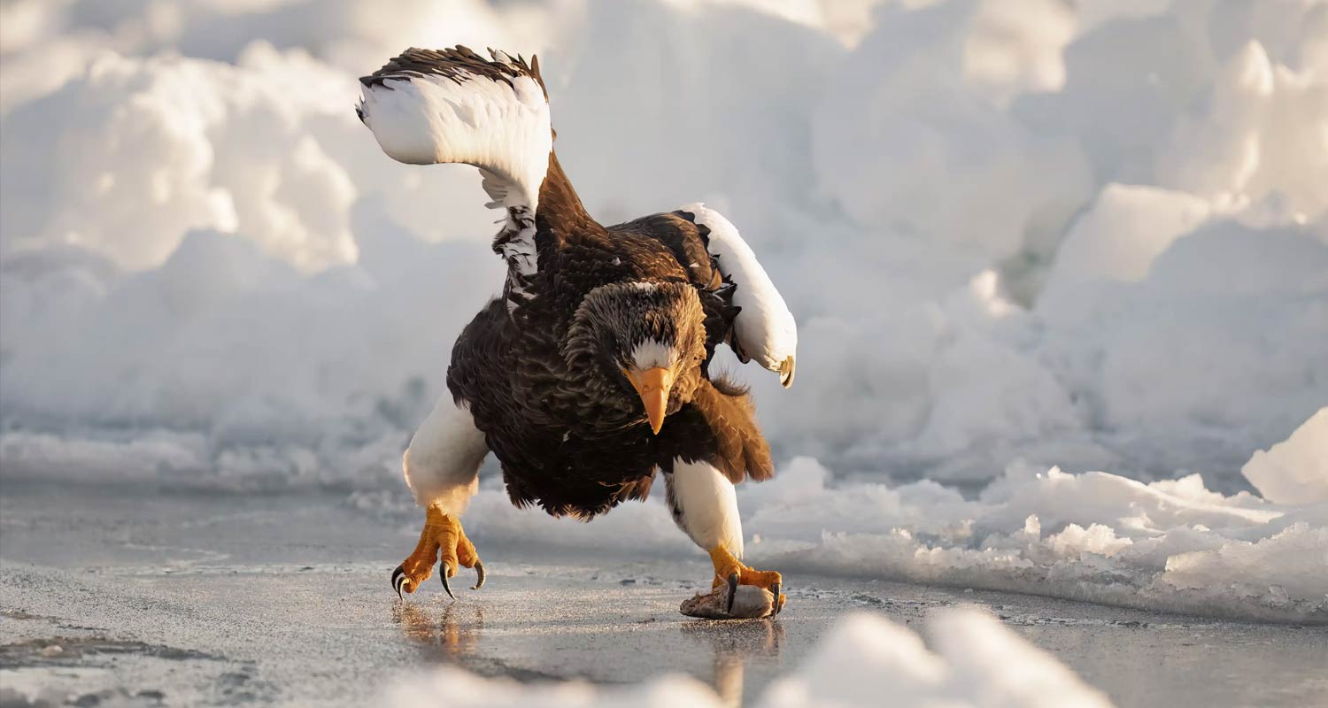 Bookmarks 2024 Comedy Wildlife Photography Awards in pictures