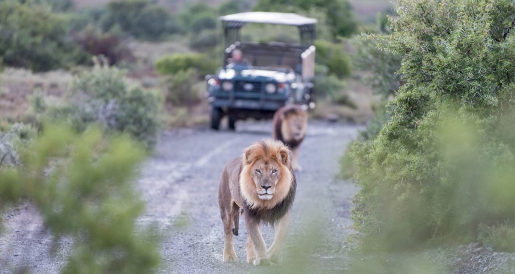 Uber Safari launched in South Africa