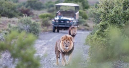 Uber Safari launched in South Africa Uber Safari launched in South Africa