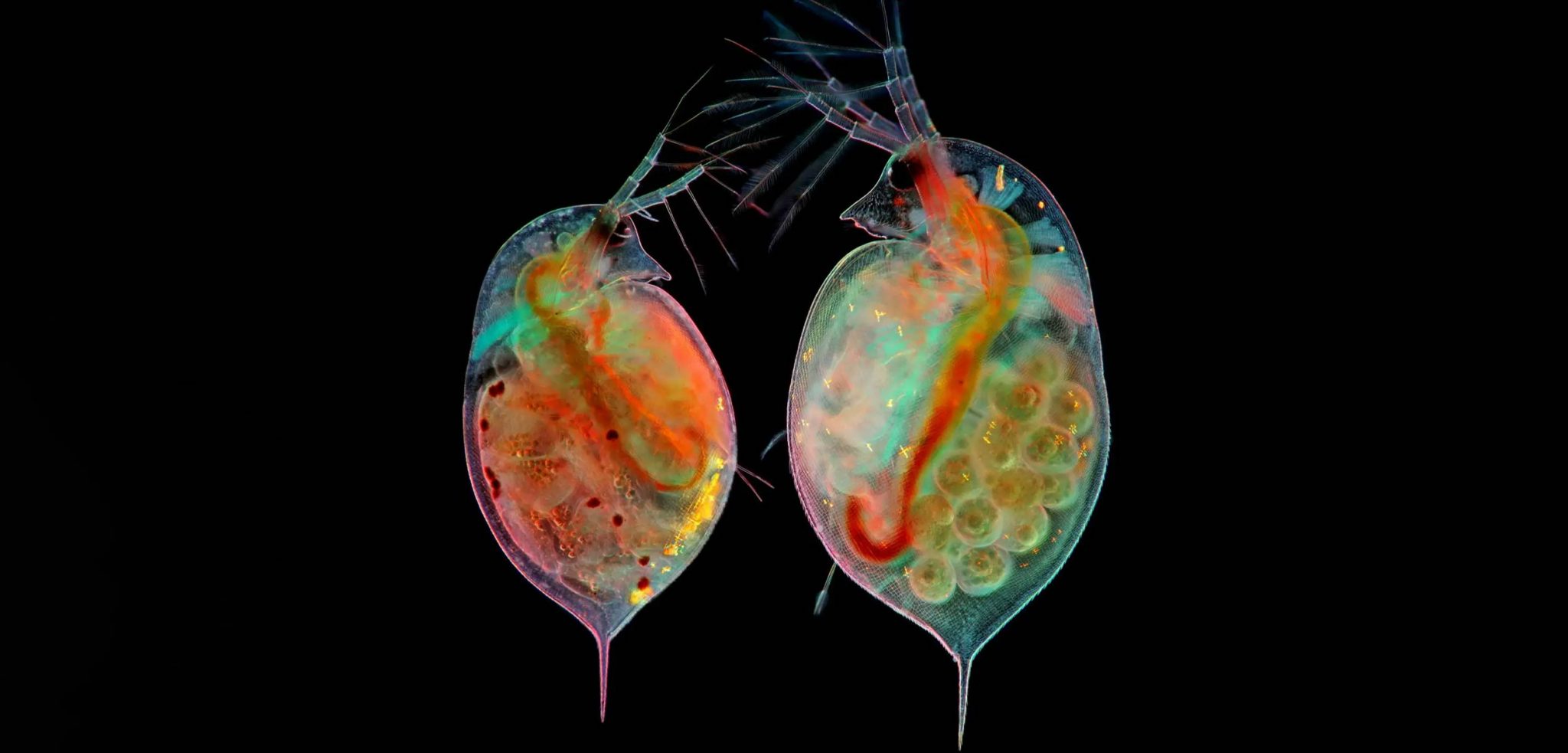 Bookmarks | These stunning photos celebrate the intricacy of the ...