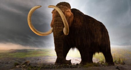 Start-up raises $200-million to bring back the woolly mammoth Startup raises $200-million to bring back the woolly mammoth