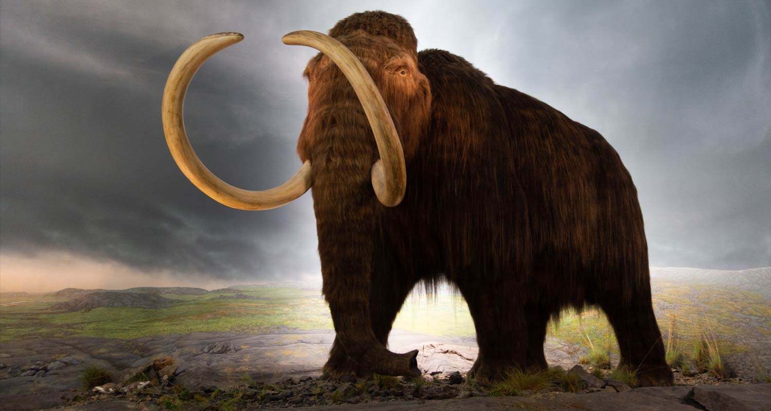 Startup raises $200-million to bring back the woolly mammoth