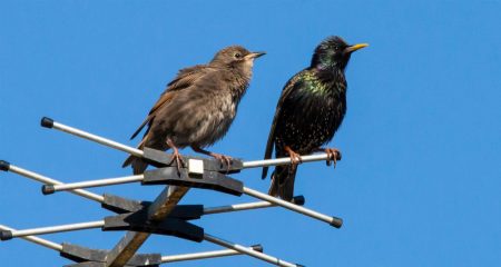 Court battle over analogue TV switch-off begins