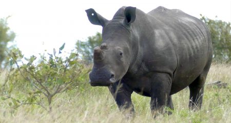 Kruger Park's white rhinos get a hi-tech lifeline