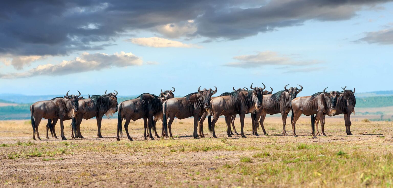 AI takes flight over the Serengeti