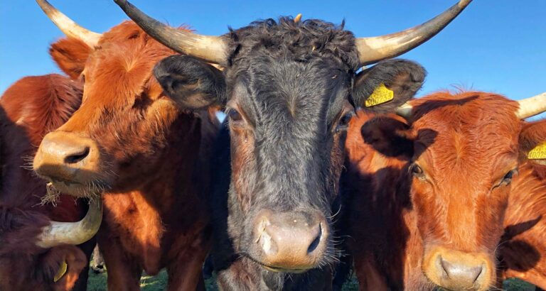 This SA start-up wants to stop foot-and-mouth with IoT collars